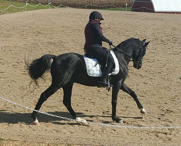 cross-horse