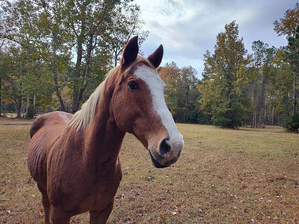 flaxen-mane-tail-horse