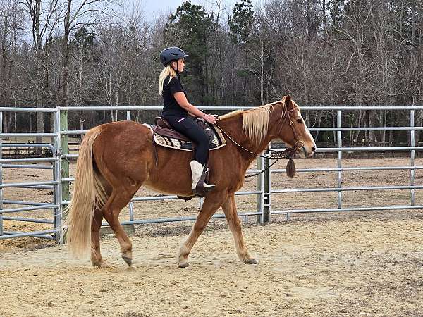 all-around-paint-horse