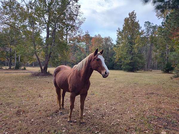 athletic-paint-horse