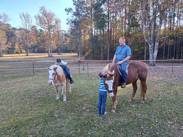 sorrel-paint-gelding
