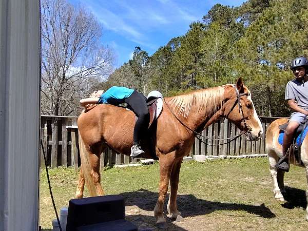 sorrel-all-around-horse