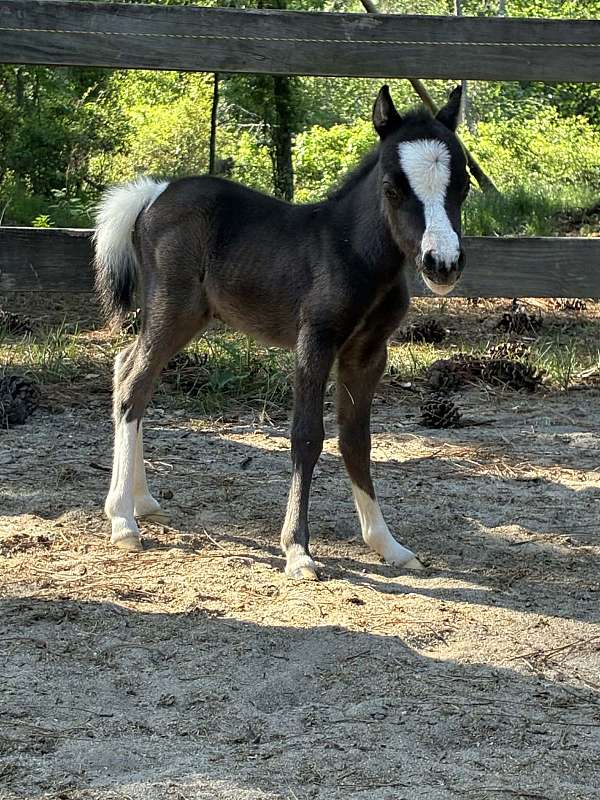 big-blaze-4-white-socks-pony
