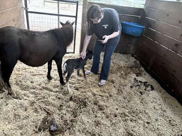smokey-black-big-blaze-4-white-socks-pony