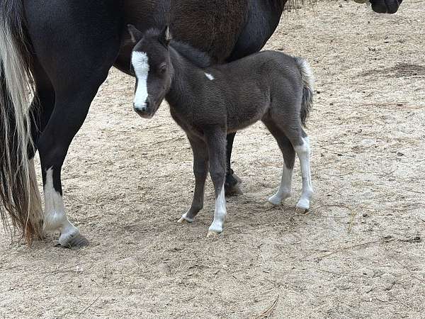 show-therapy-miniature-pony