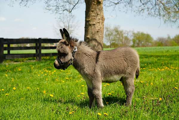 donkey-mare