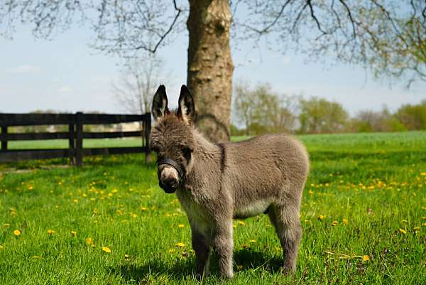 donkey-for-sale