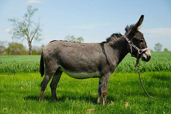 donkey