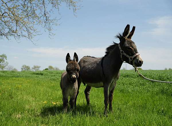 donkey-mare