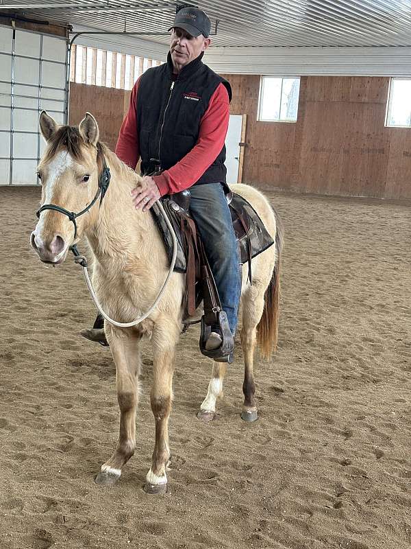 and-snip-front-pastern-hind-sock-horse