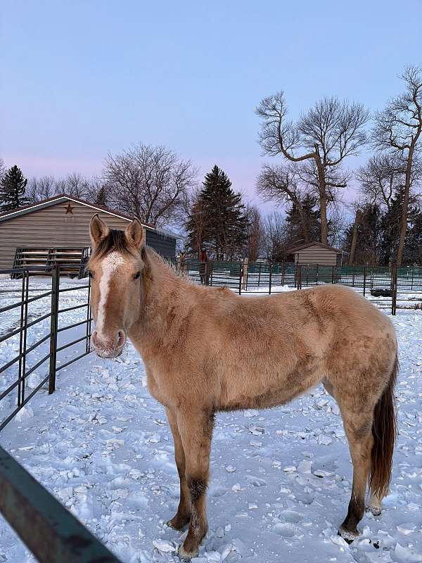 frenchmans-guy-sunfrost-quarter-horse