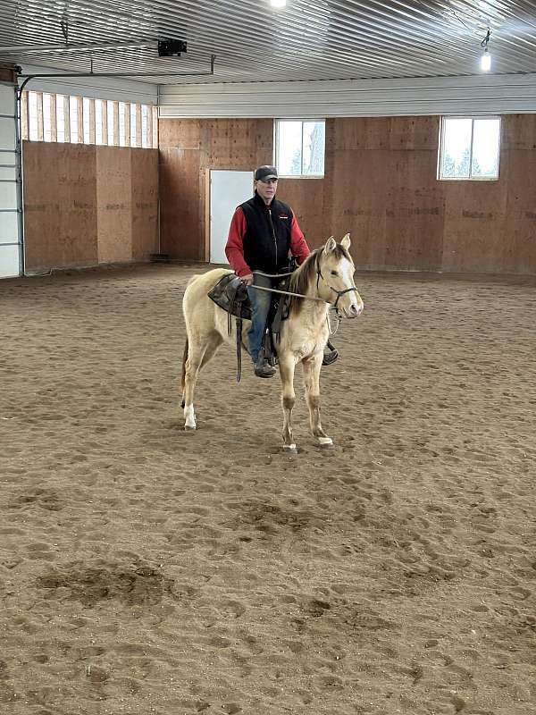 and-snip-front-pastern-hind-sock