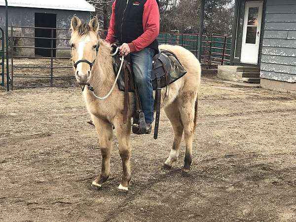 frenchmans-guy-sunfrost-filly