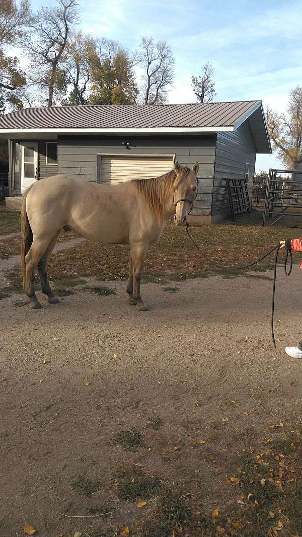 dun-horse
