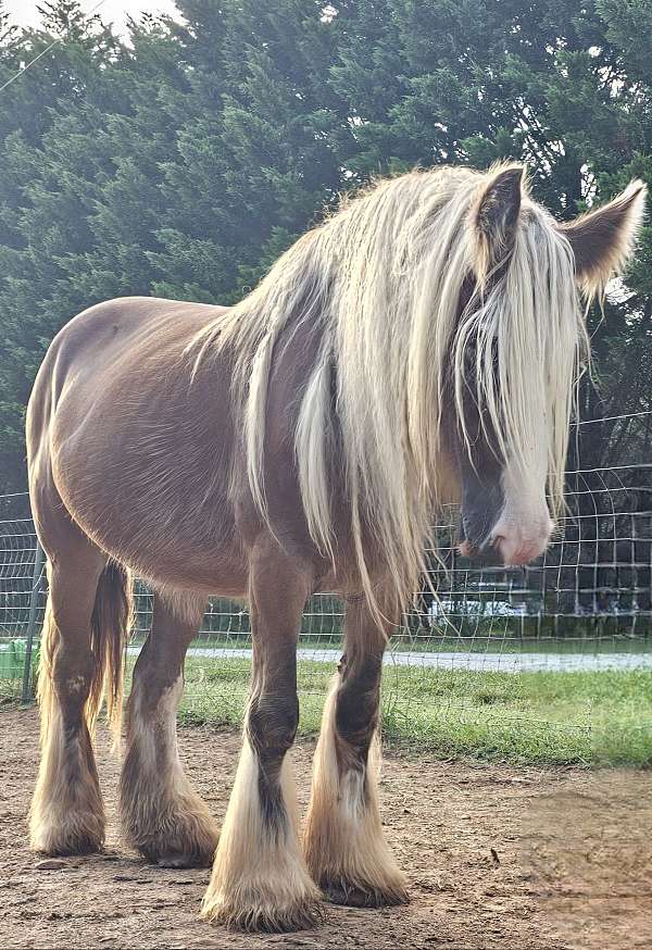 gypsy-vanner-horse-for-sale
