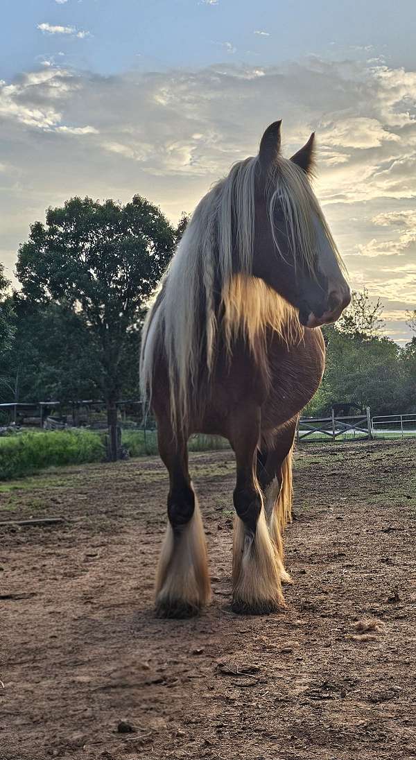 gypsy-vanner-horse