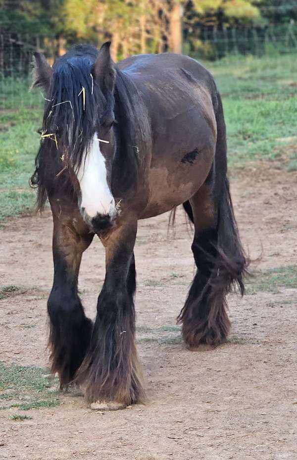 bay-silver-bay-filly