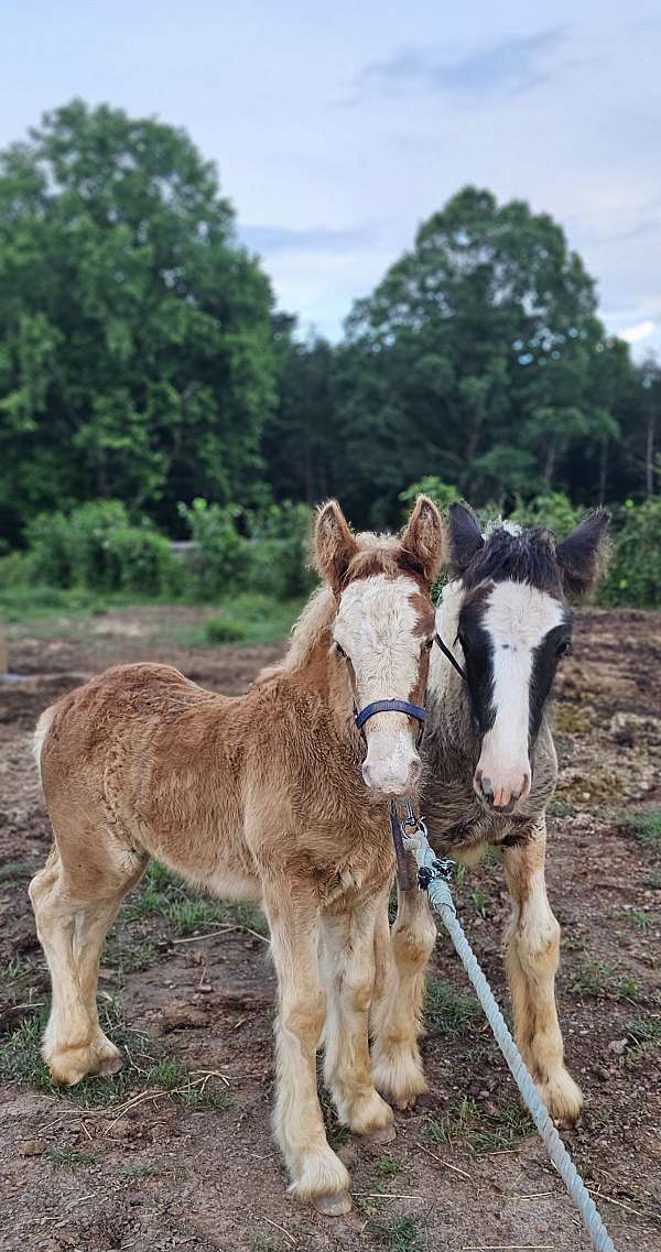 bay-silver-bay-horse-for-sale