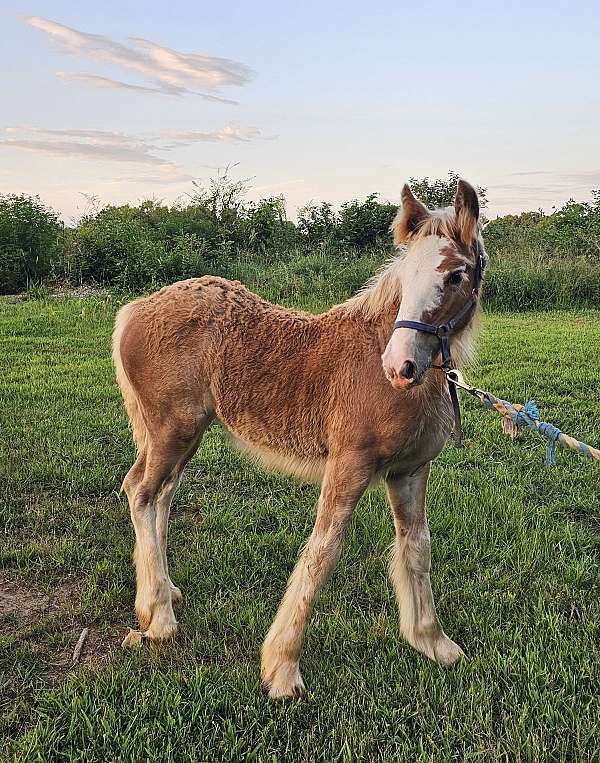 bay-silver-bay-filly-for-sale