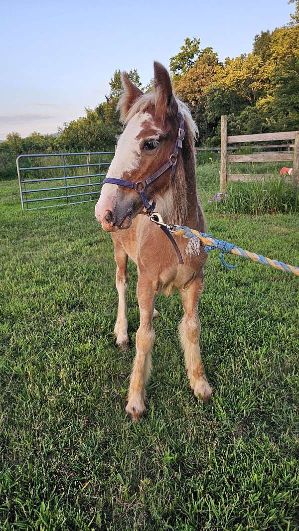 bay-silver-bay-horse