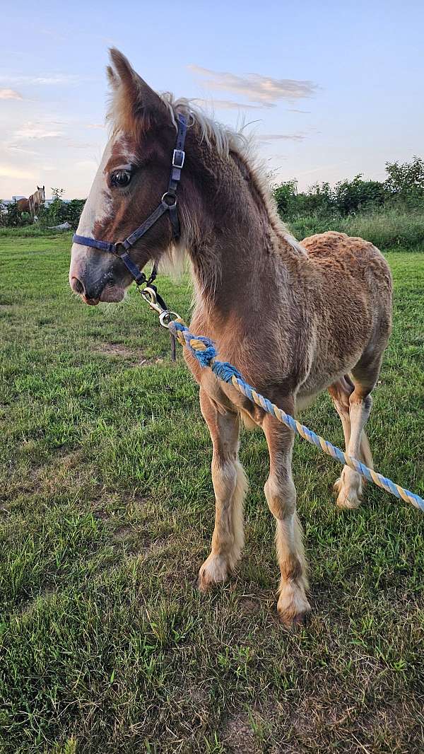 gypsy-vanner-filly