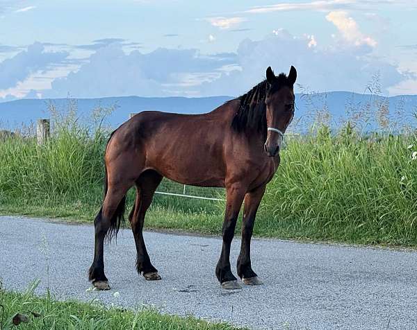 bay-friesian-mare