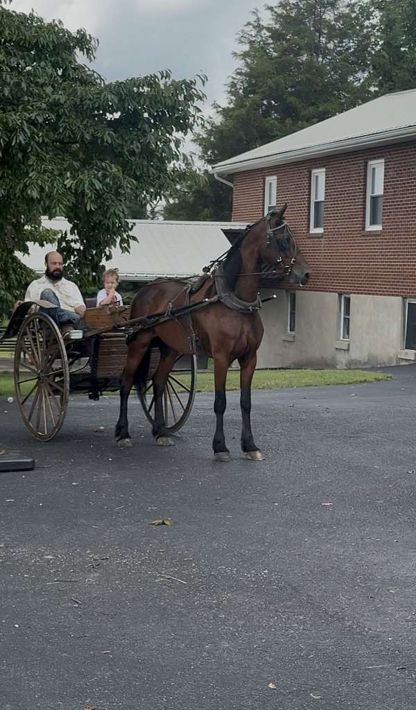 bay-mare-for-sale