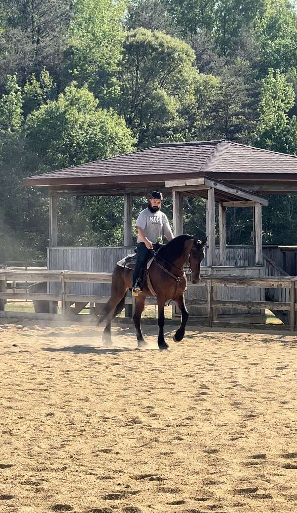 16-hand-friesian-mare
