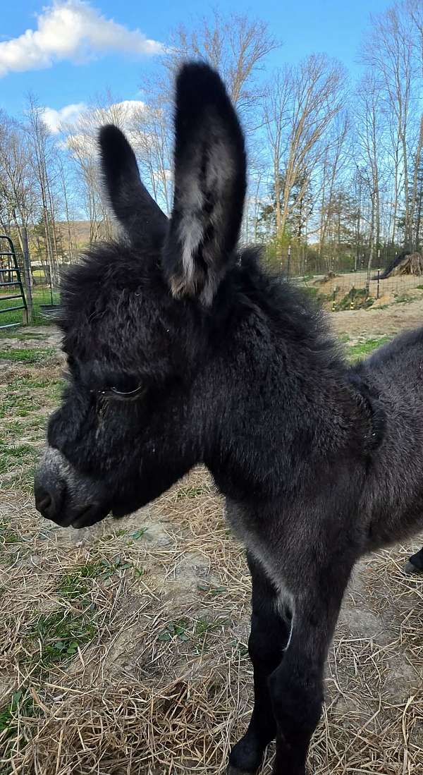 wlp-small-white-on-forehead-horse