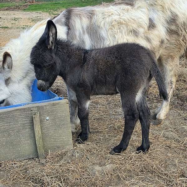 black-wlp-small-white-on-forehead-horse