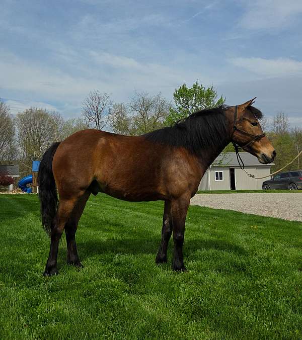 plain-pony