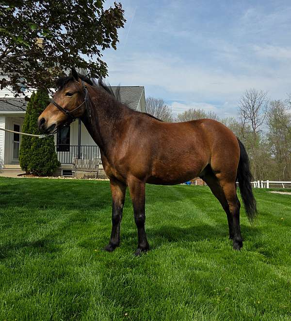 bay-plain-pony