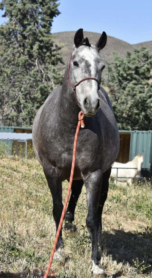 andalus-azteca-horse