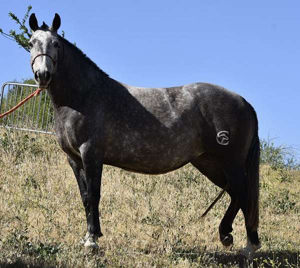 andaluz-azteca-horse