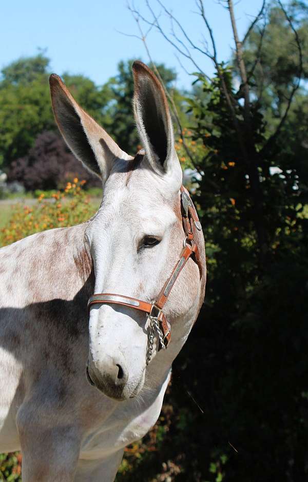 driving-donkey