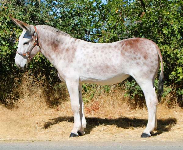 all-around-donkey