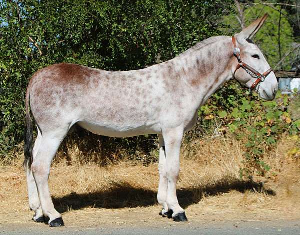 breeding-donkey