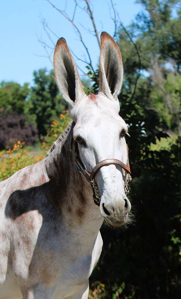 husband-safe-donkey
