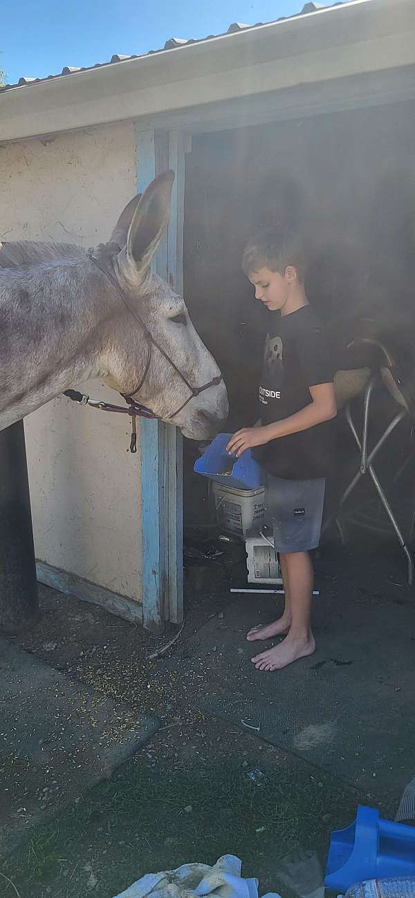 pleasure-driving-donkey