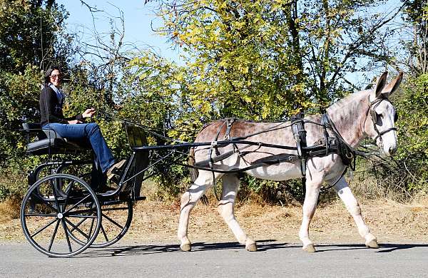 ridden-english-donkey