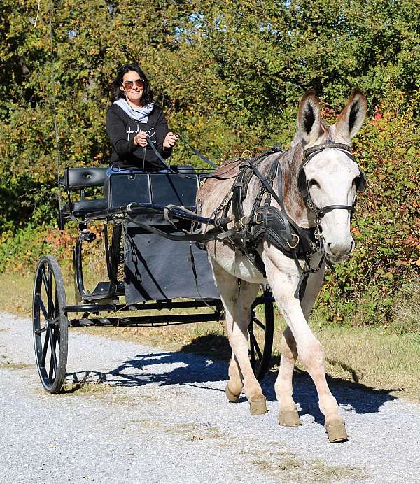 ridden-western-donkey