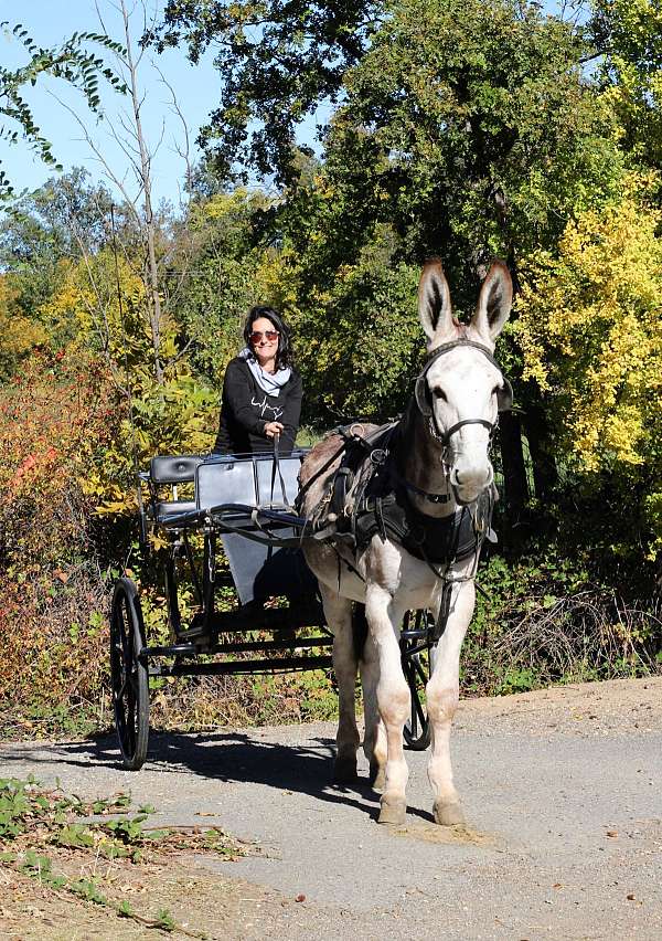 stallion-donkey
