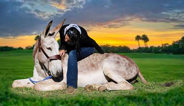 trail-riding-donkey