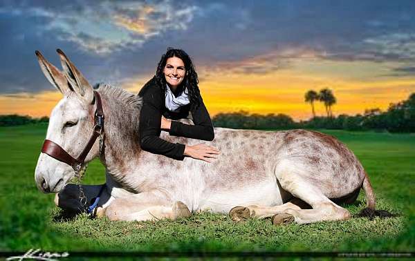 red-roan-all-around-horse