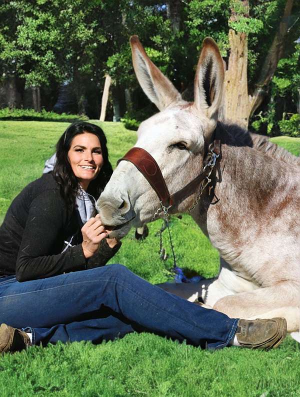 red-roan-donkey-stallion