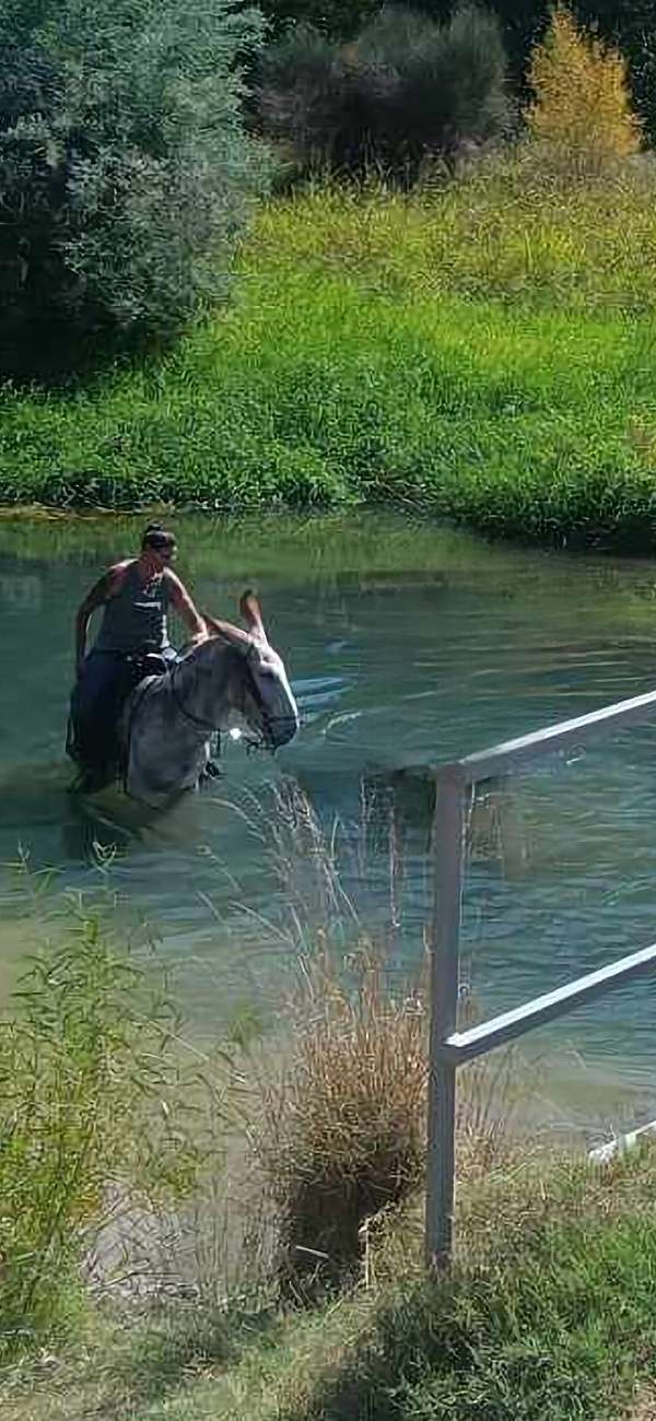 red-roan-breeding-horse