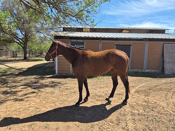 texas-bred-horse