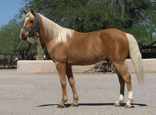 all-around-quarter-horse