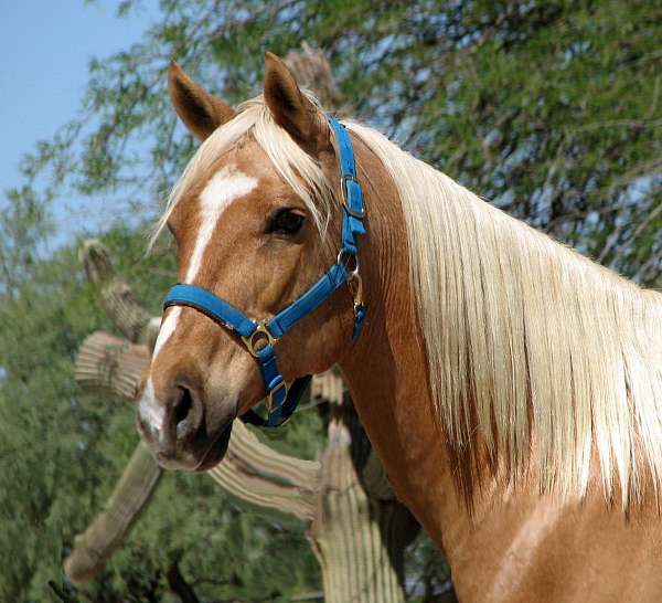 beginner-quarter-horse