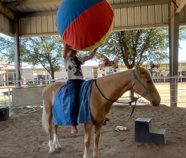 beginner-safe-quarter-horse